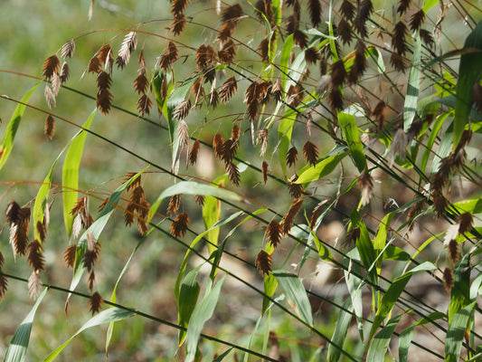 River Oats (Chasmanthium latifolium) - Local