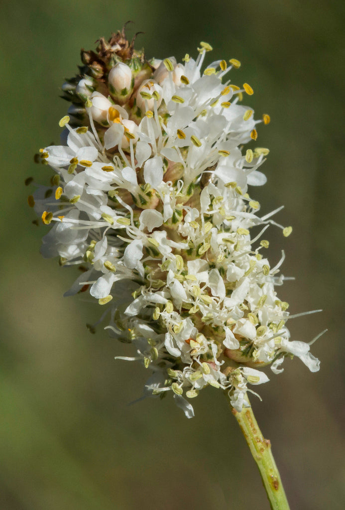 White Prairie Clover - (Dalea candida)