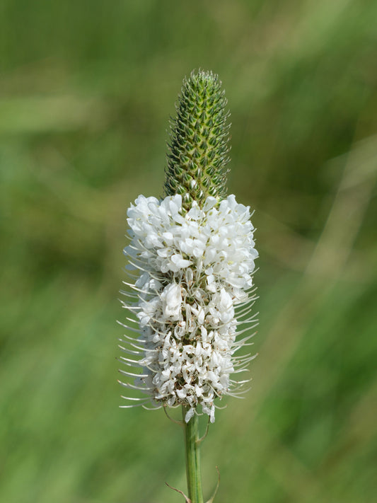 White Prairie Clover - (Dalea candida)