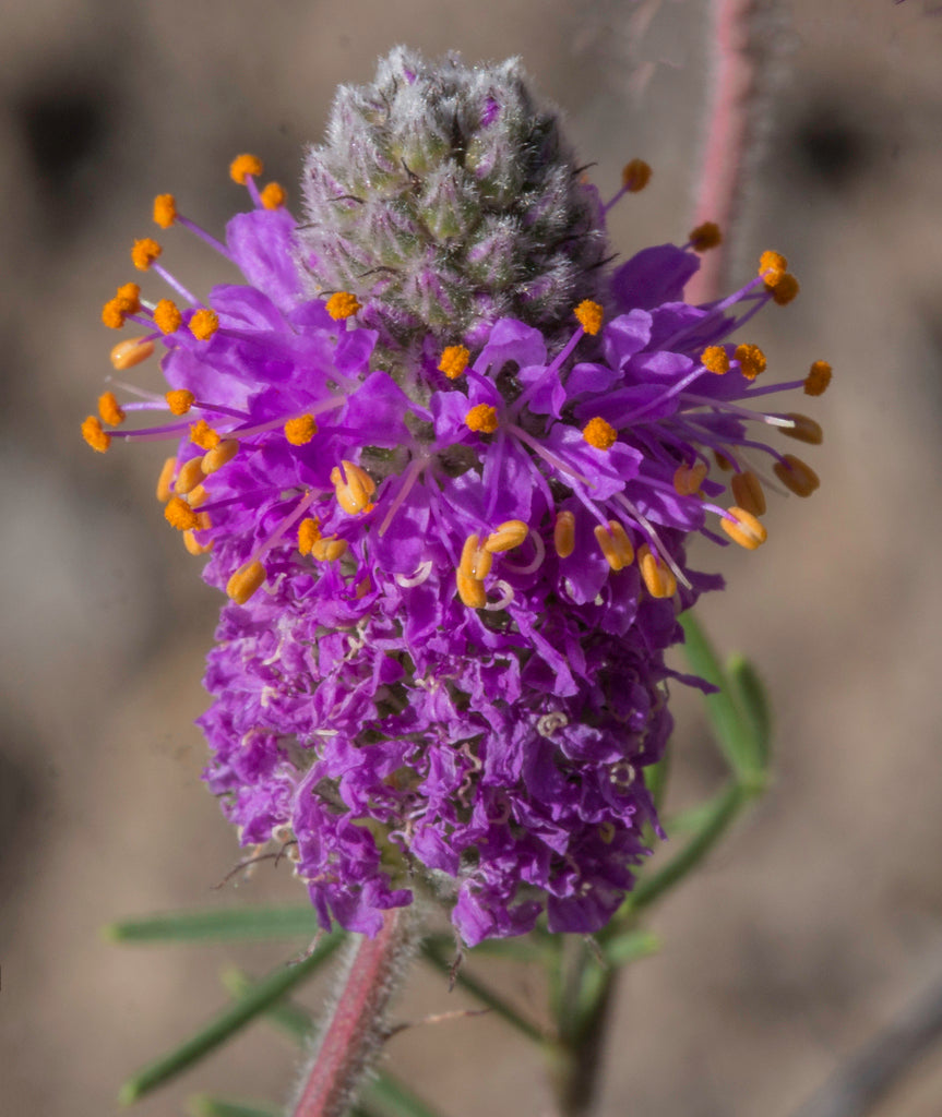 Purple Prairie Clover - (Dalea purpurea)
