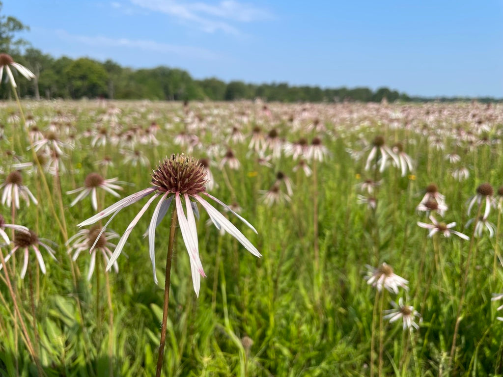 Pale Purple Coneflower - (Echinacea pallida)