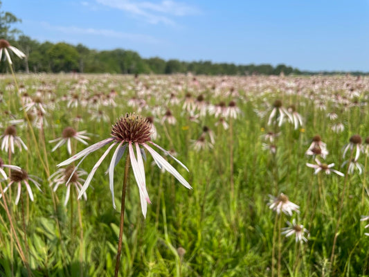 Pale Purple Coneflower - (Echinacea pallida)