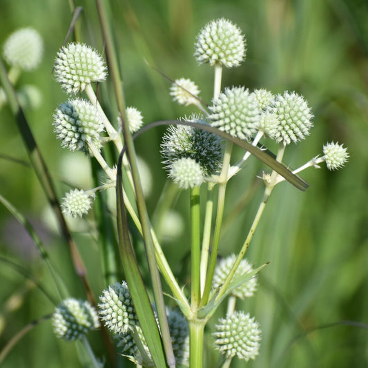 Rattlesnake Master - (Eryngium yuccifolium)