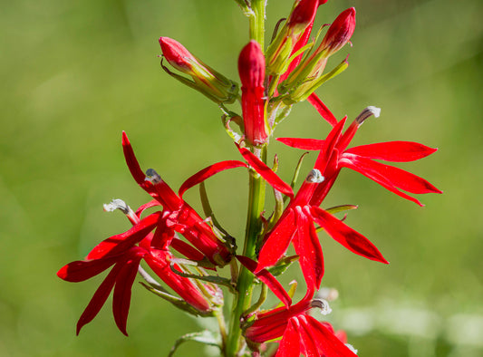 Cardinal Flower (Lobelia cardinalis) - Local