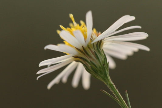 Broad-leaved Panicled Aster (Symphyotrichum lanceolatum var. latifolium)