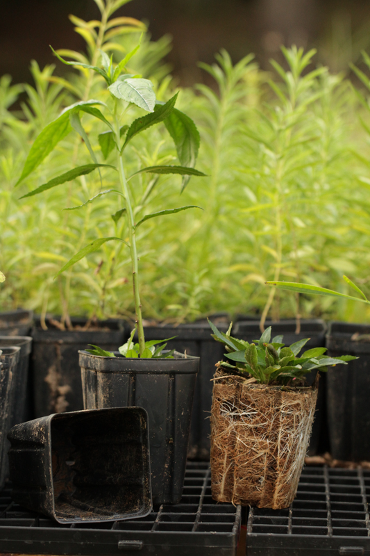 Cardinal Flower (Lobelia cardinalis) - Local
