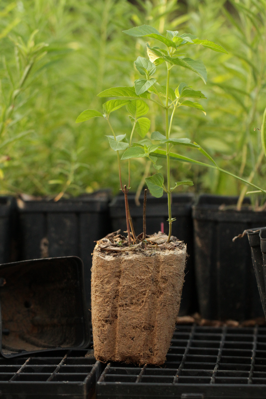 Wild Bergamot (Monarda fistulosa var. mollis) - Local