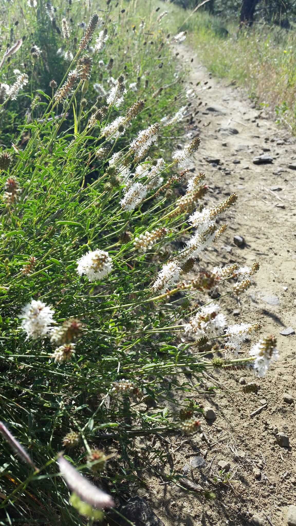 White Prairie Clover - (Dalea candida)