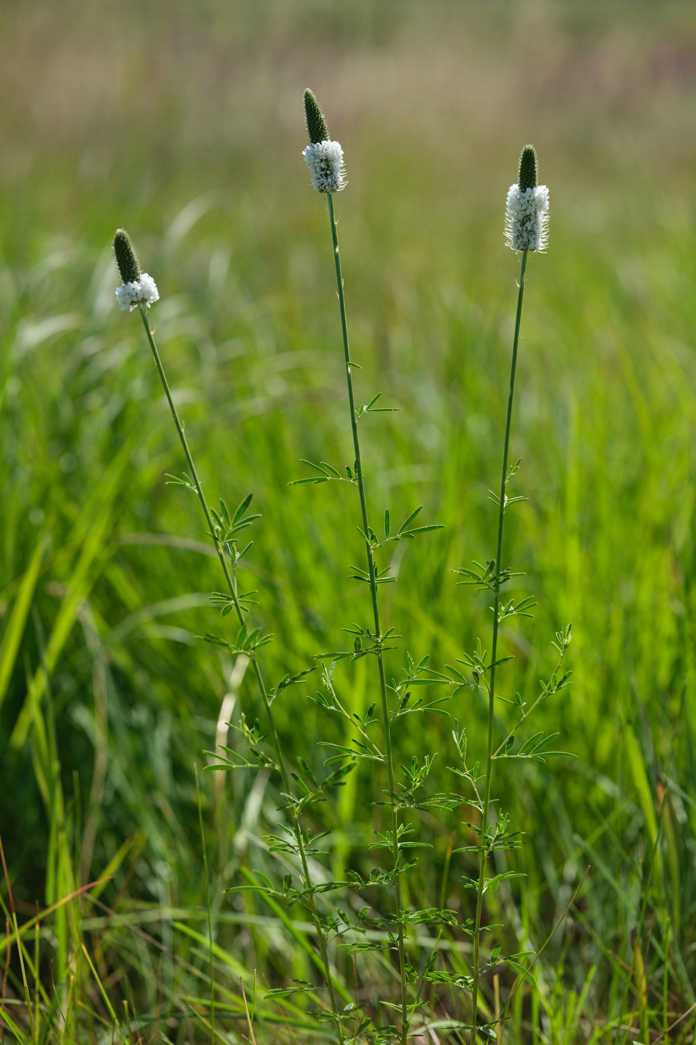 White Prairie Clover - (Dalea candida)
