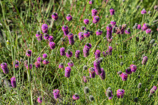 Purple Prairie Clover - (Dalea purpurea)