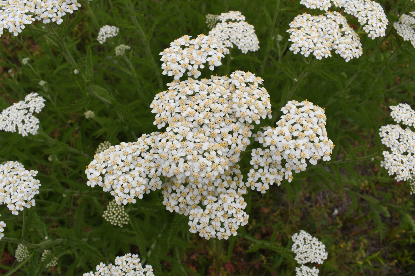 Yarrow (Achillea millefolium)