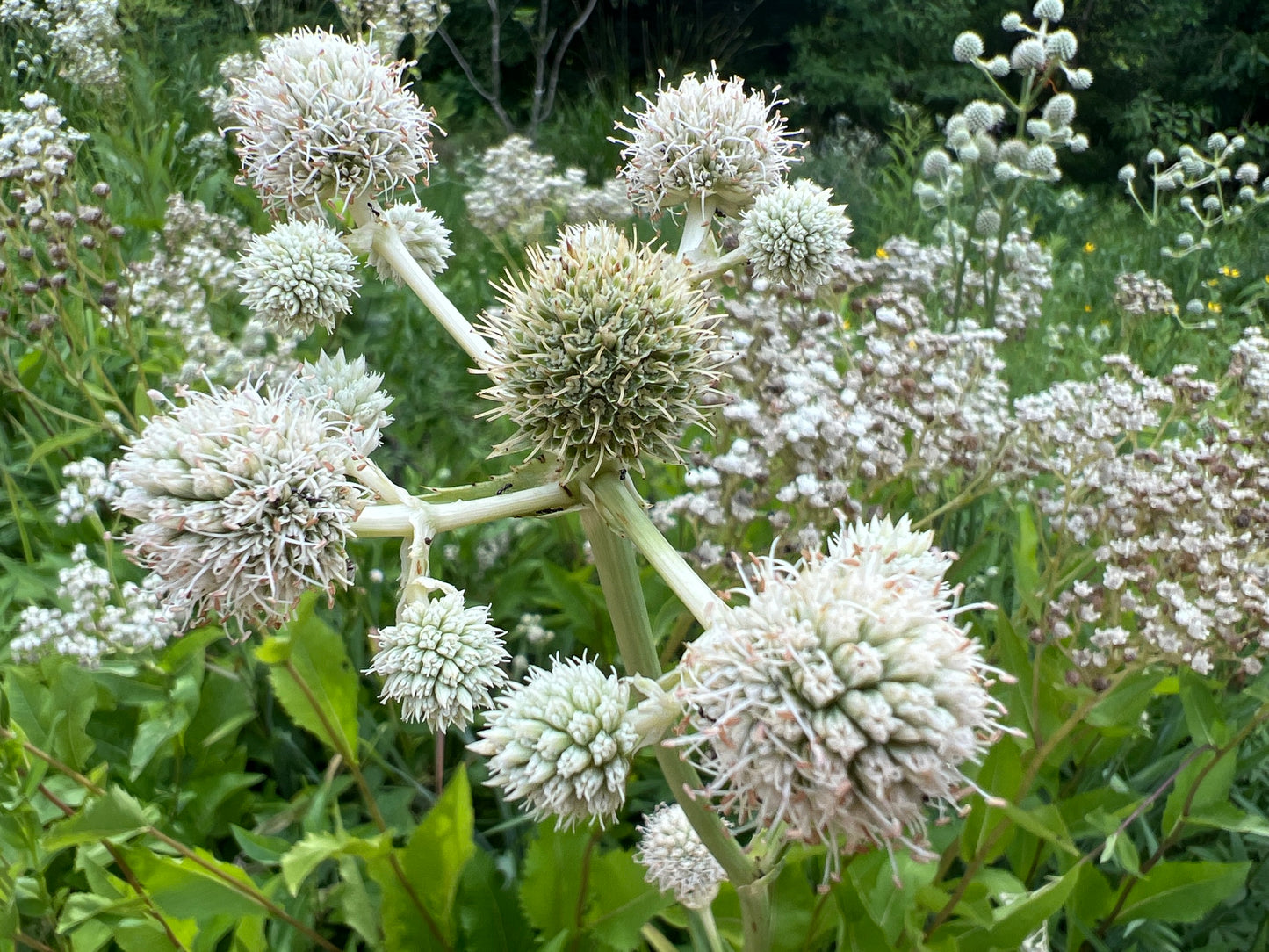 Rattlesnake Master - (Eryngium yuccifolium)