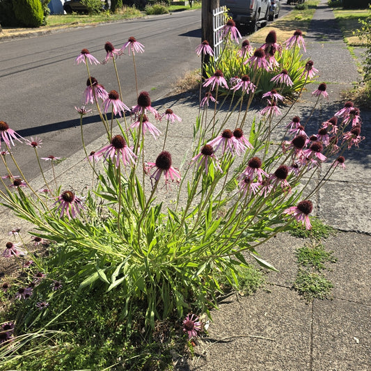 Pale Purple Coneflower - (Echinacea pallida)