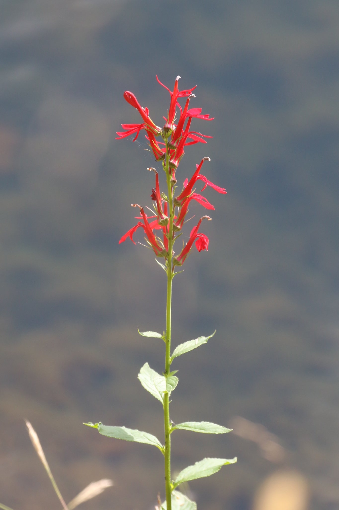 Cardinal Flower (Lobelia cardinalis) - Local