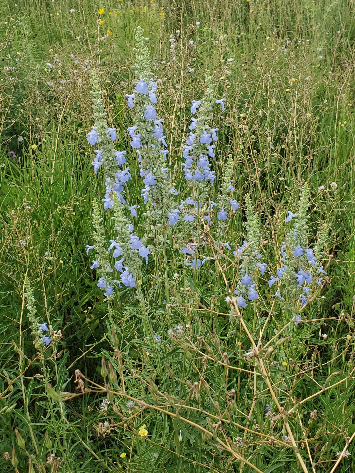 Giant Blue Sage - (Salvia azurea var. grandiflora)