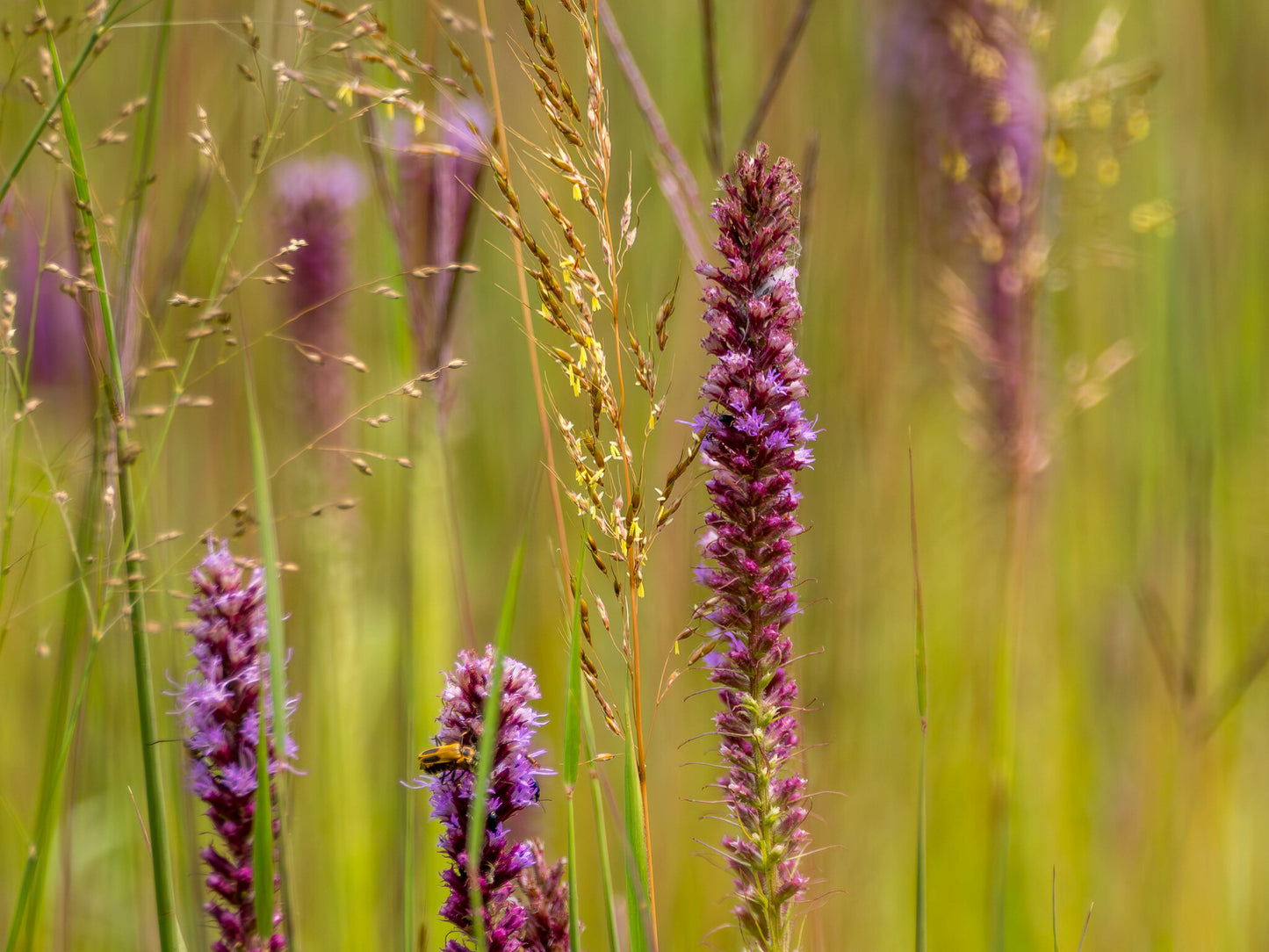 Prairie Blazing Star - (Liatris pycnostachya)