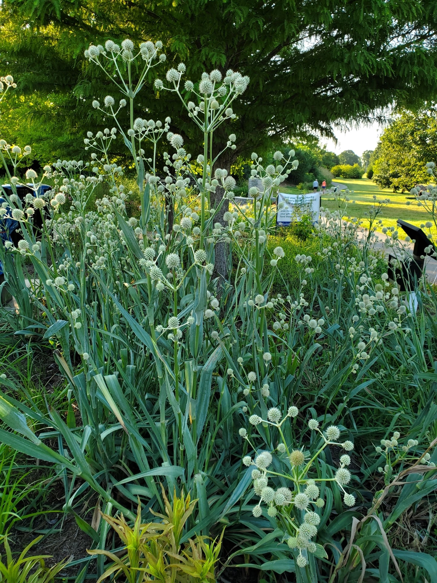 Rattlesnake Master - (Eryngium yuccifolium)