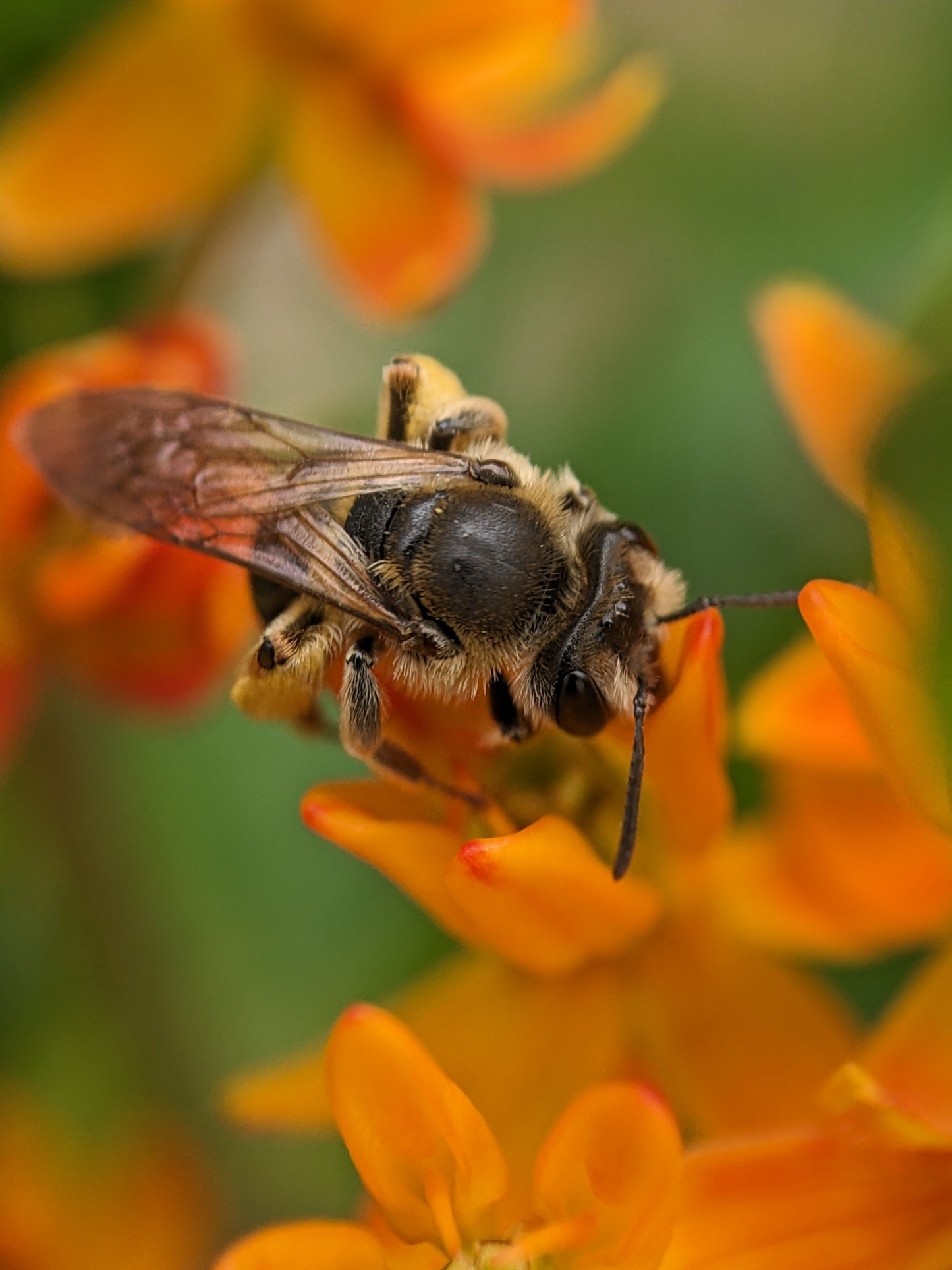 Butterfly Weed - (Asclepias tuberosa)
