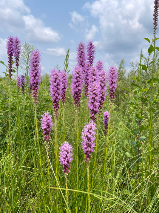 Prairie Blazing Star - (Liatris pycnostachya)