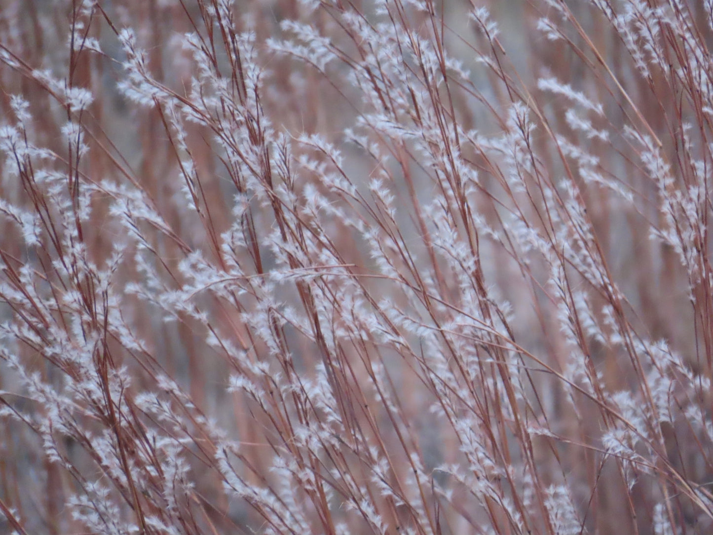 Little Bluestem (Schizachyrium scoparium) Local