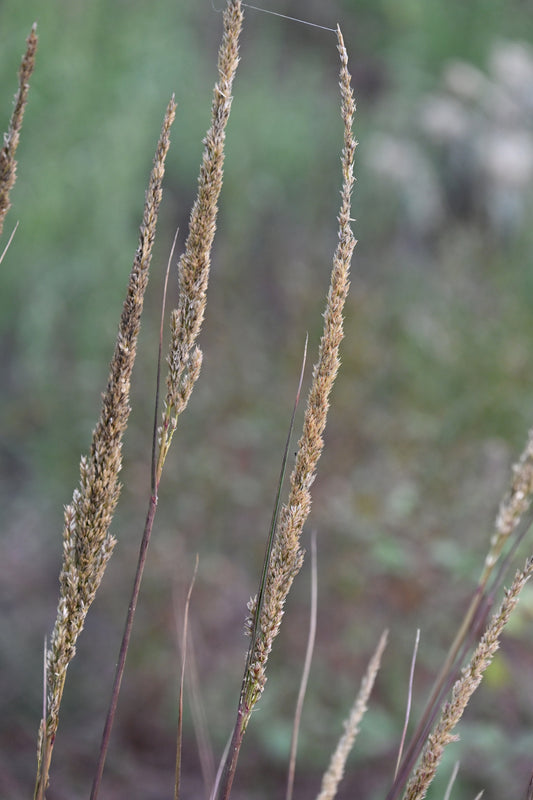 Longspike Tridens (Tridens strictus) - Local