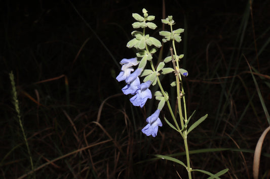 Giant Blue Sage - (Salvia azurea var. grandiflora)