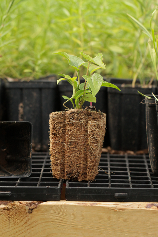 Purple Coneflower or Echinacea purpurea in with roots exposed, on a black tray with other plants in the background.