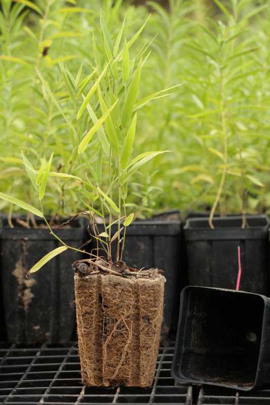River Oats (Chasmanthium latifolium) - Local