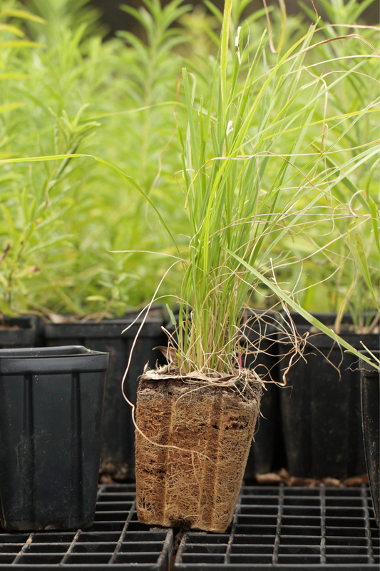 Longspike Tridens (Tridens strictus) - Local