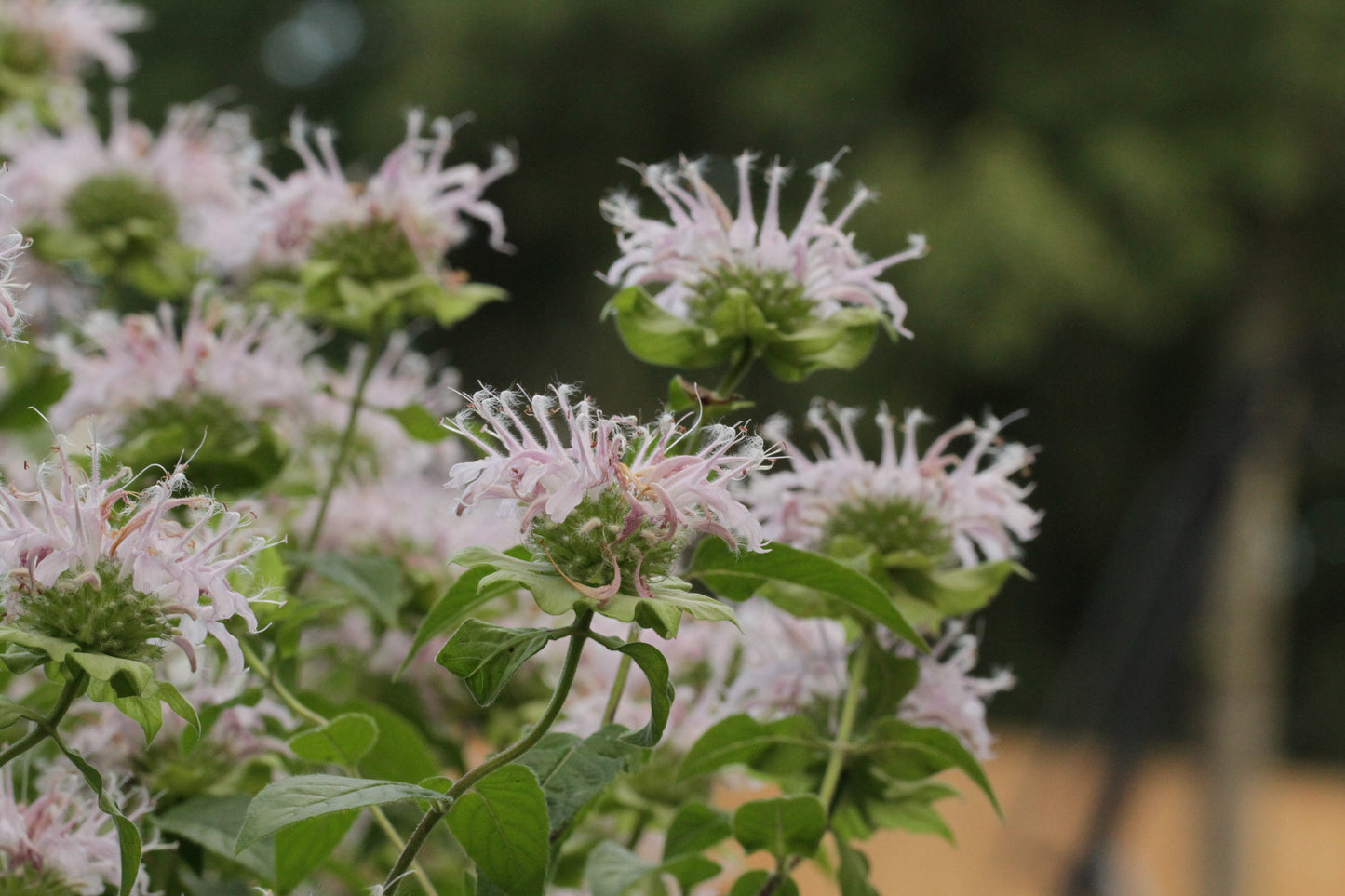 Wild Bergamot (Monarda fistulosa var. mollis) - Local