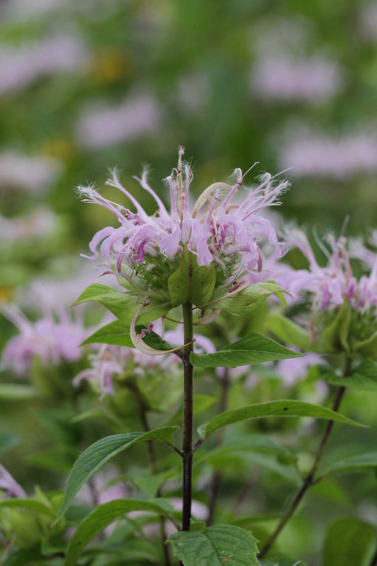 Wild Bergamot (Monarda fistulosa var. mollis) - Local