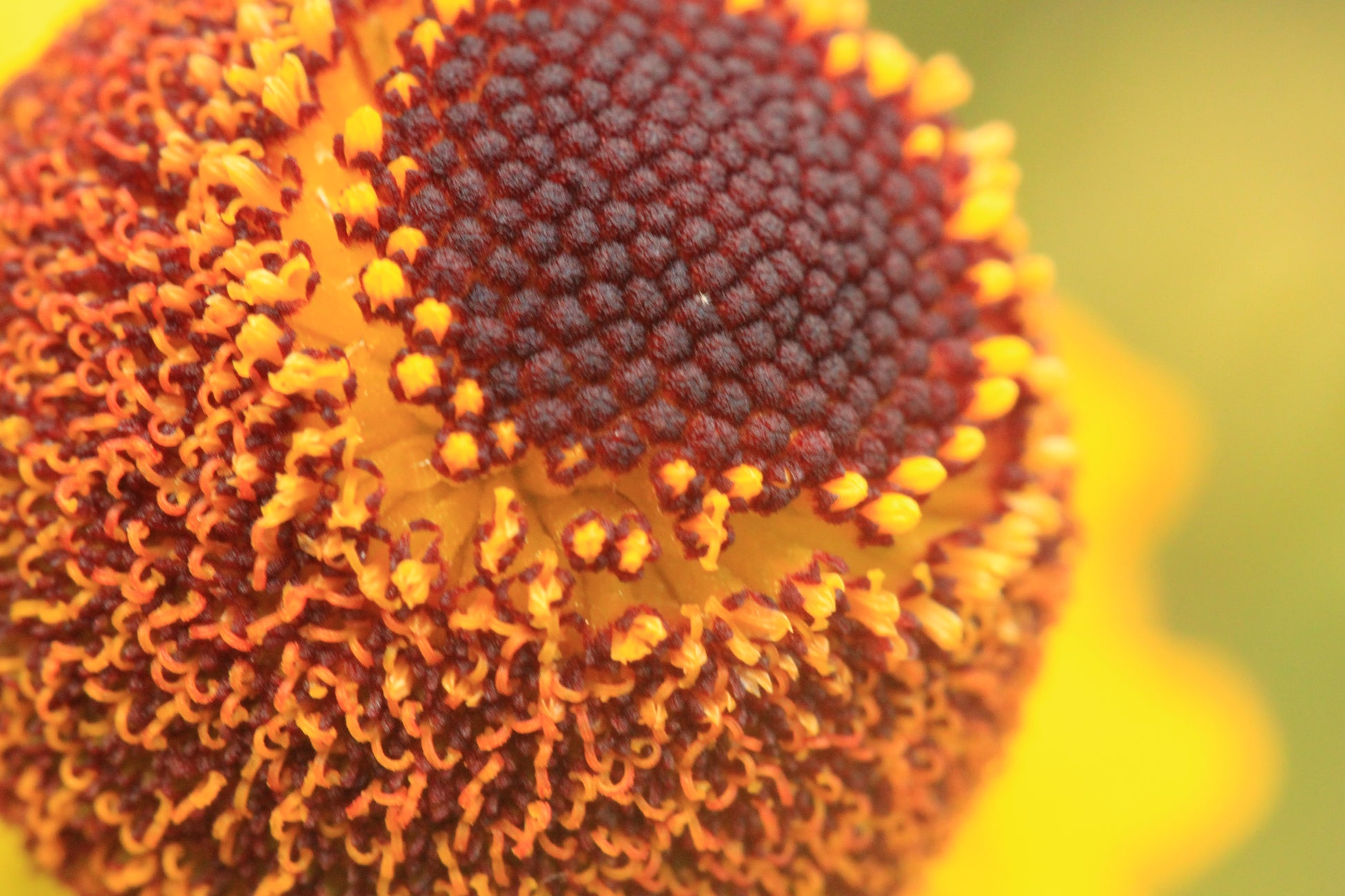 Close up of the disk florets of Helenium campestre