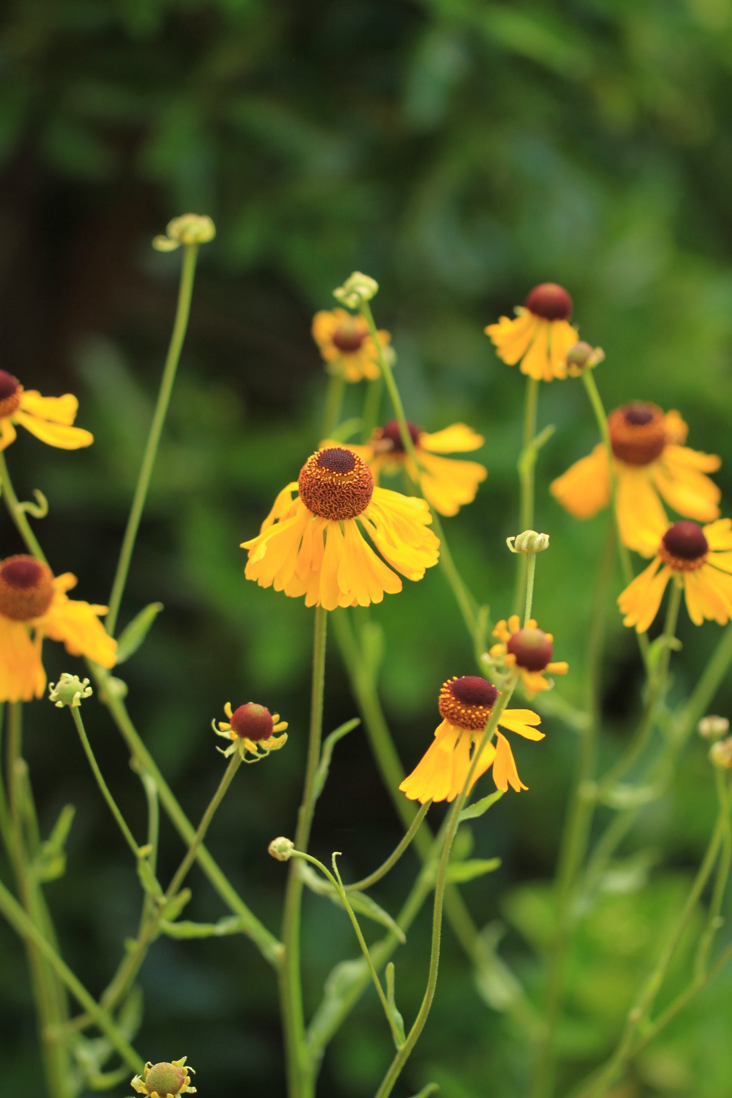 Helenium campestre Arkansas Sneezeweed in bloom