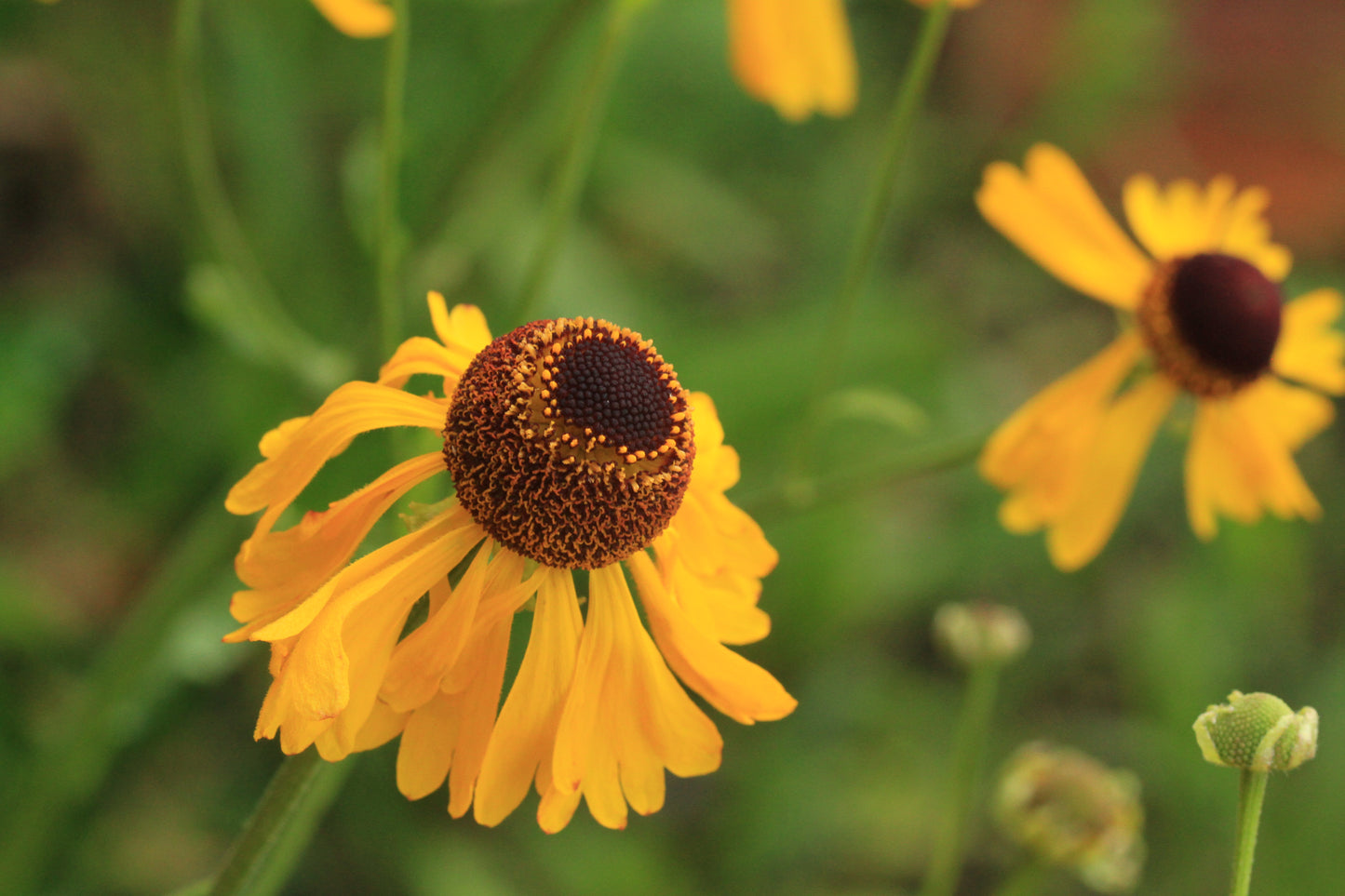 One flower of Helenium campestre