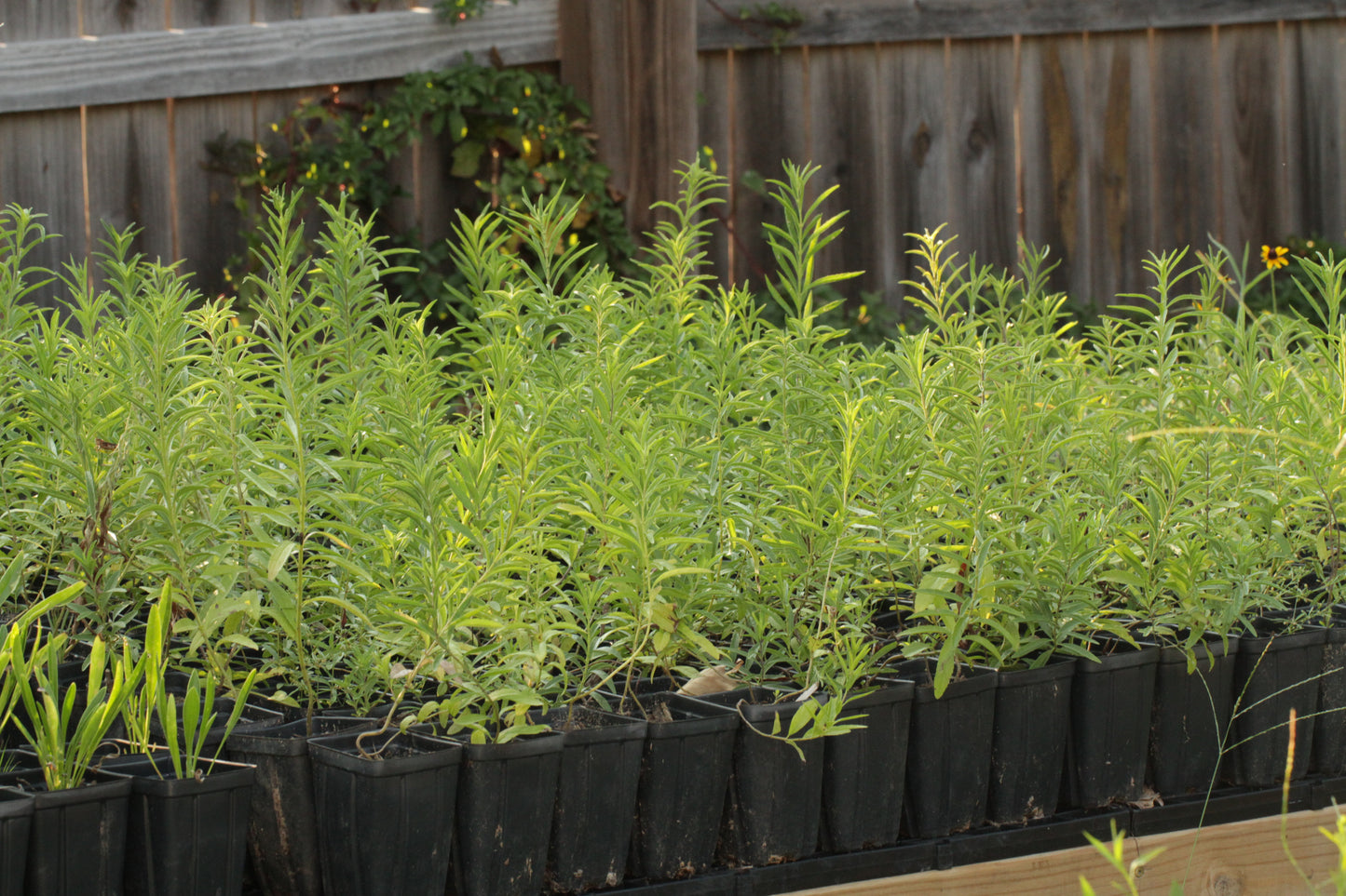 Giant Blue Sage - (Salvia azurea var. grandiflora)