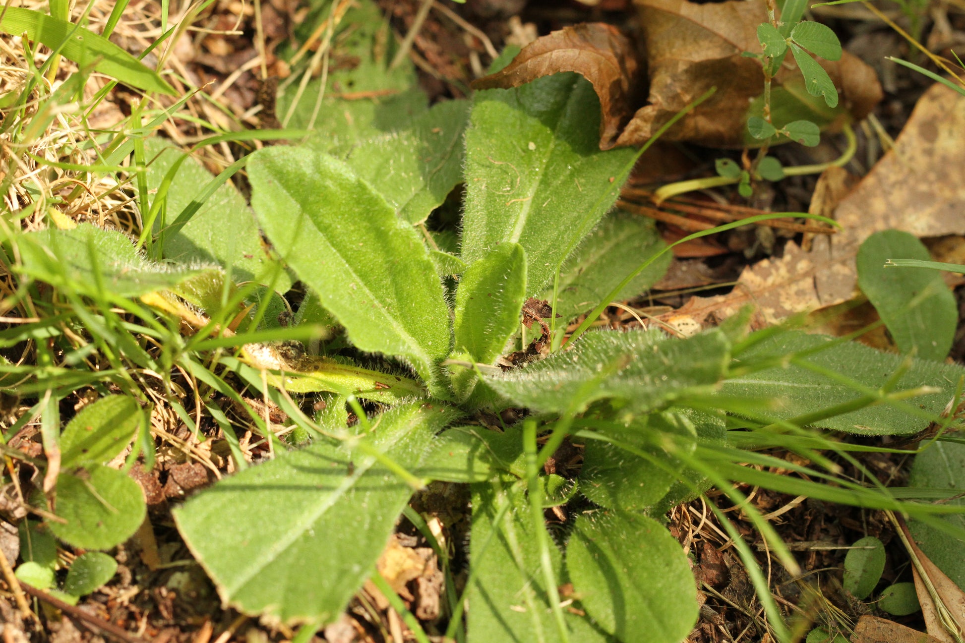 Helenium campestre basal leaves while dormant