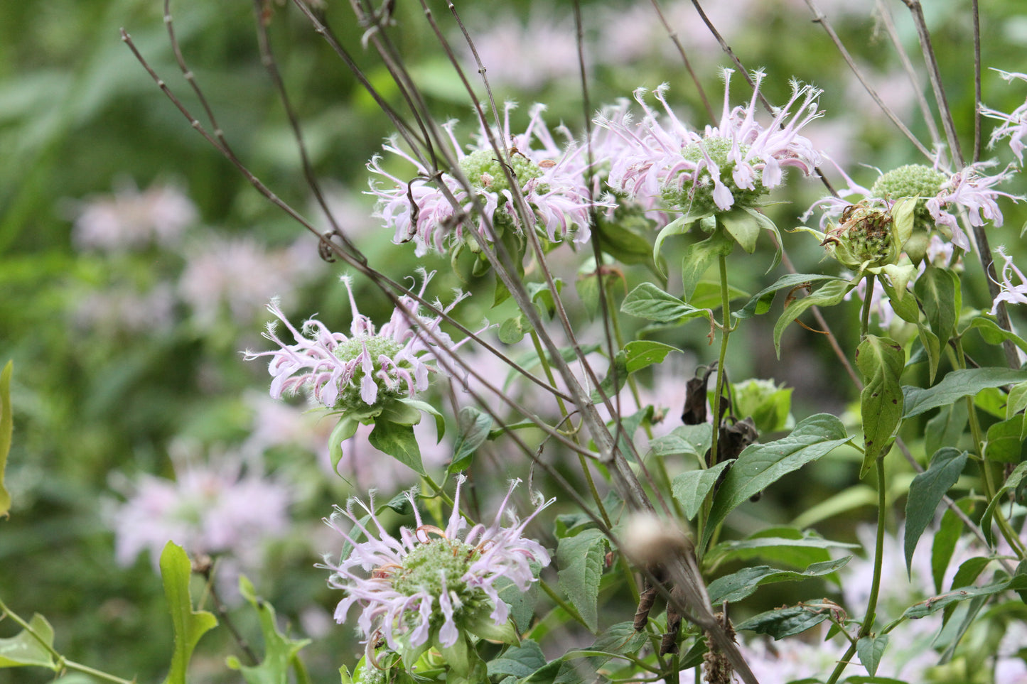 Wild Bergamot (Monarda fistulosa var. mollis) - Local