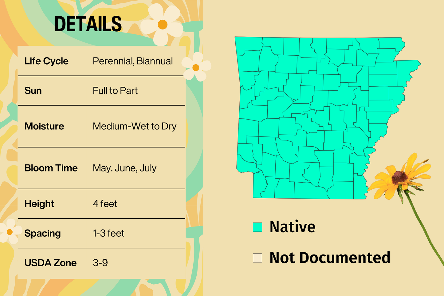 Black-Eyed Susan (Rudbeckia hirta var. pulcherrima) - Local Genetics