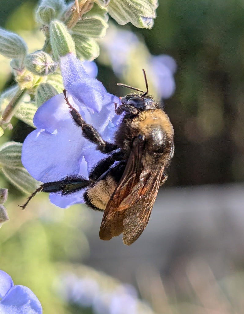 Giant Blue Sage - (Salvia azurea var. grandiflora)