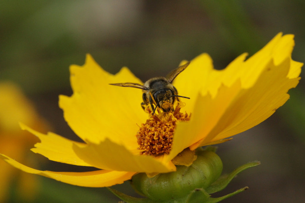 Lance-leaf Coreopsis (Coreopsis lanceolata) - Local