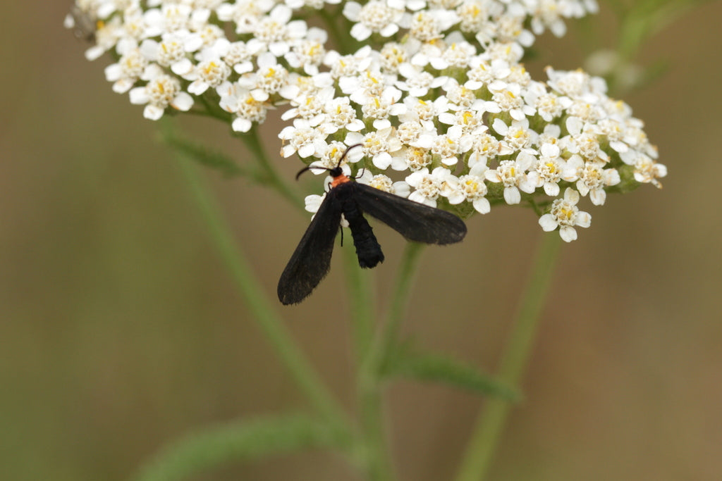 Yarrow (Achillea millefolium) - Local