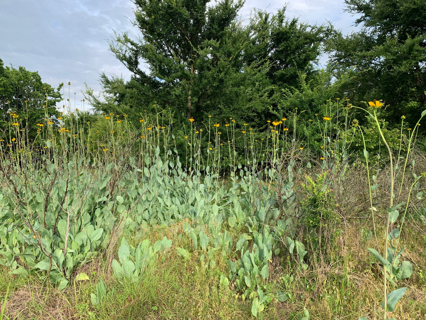 Great Coneflower - (Rudbeckia maxima)